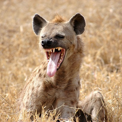 SPOTTED HYENAS