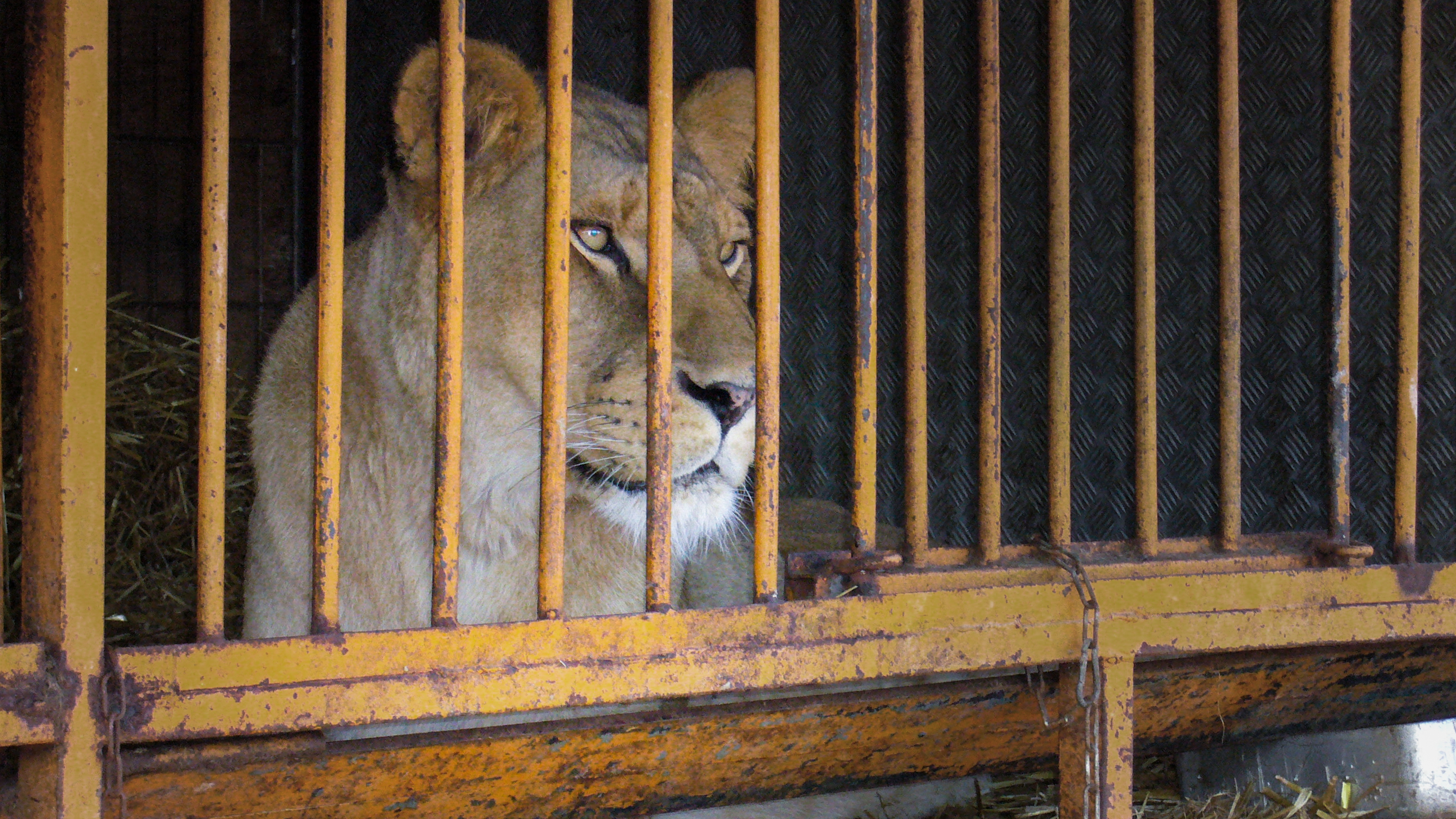 FRANCE BANS THE USE OF WILD ANIMALS IN TRAVELLING CIRCUSES