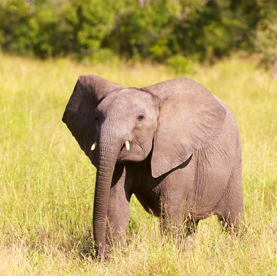 African Elephants | Facts & Endangered Status | Born Free