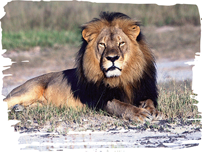 Details about   Ban Trophy Hunting African Lion Decal Bumper Sticker Conservation Awareness 