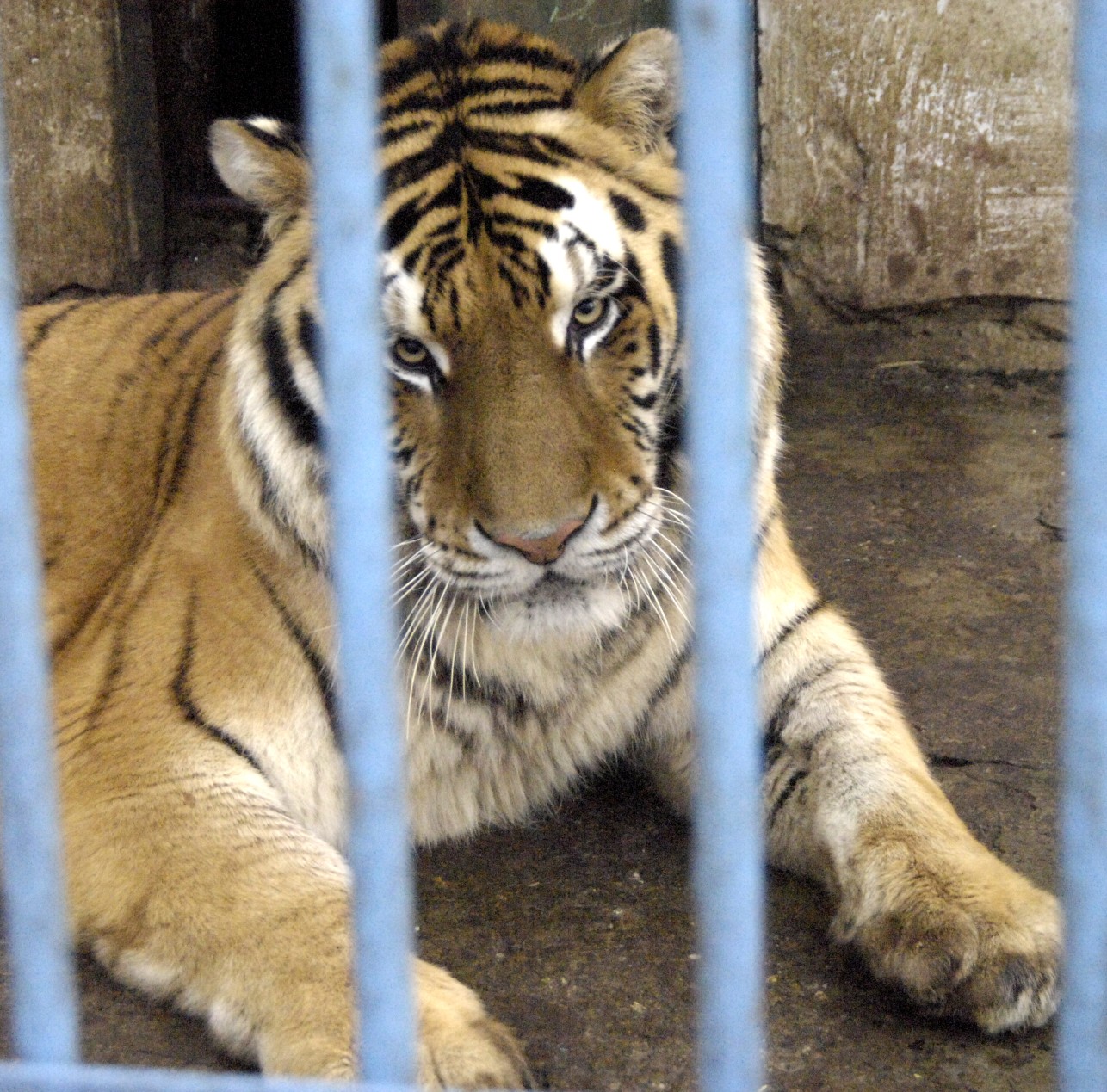 Wild animals in captivity | Born Free