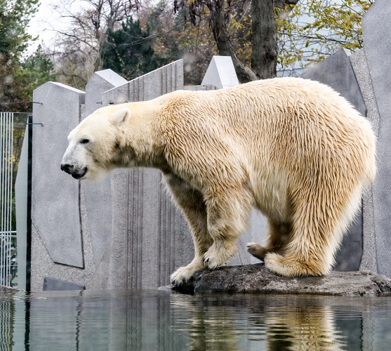 ZOOS: WHAT ARE THE ISSUES?