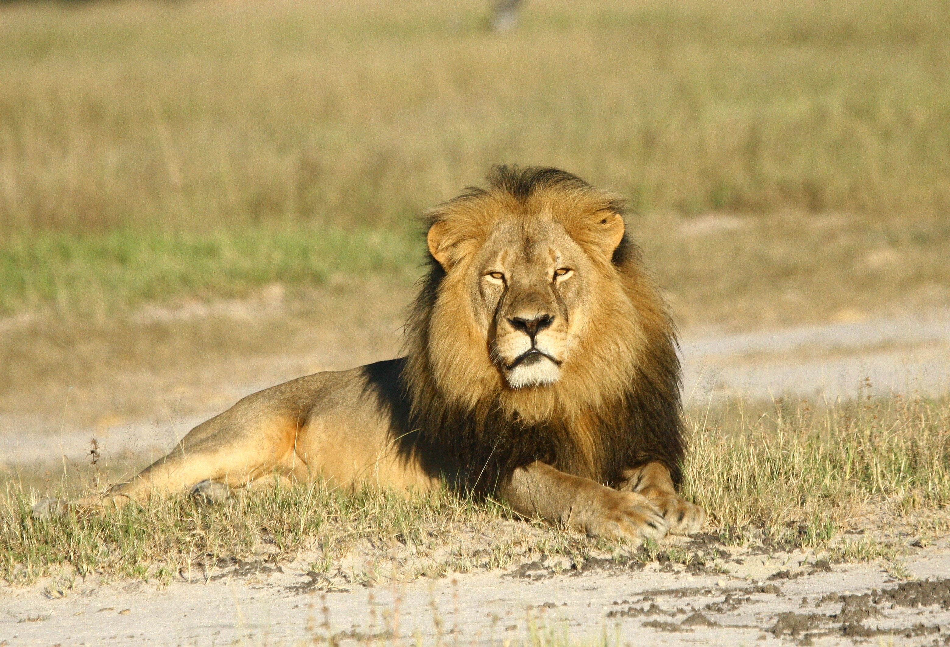 Lion Hunt Cancelled In Zimbabwe Born Free Reaction