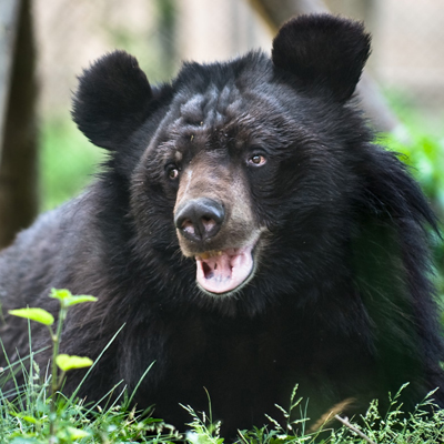 Adopt a Bear: Sponsor a Wild Animal With Animals Asia