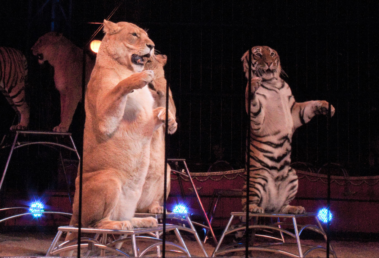 WILD ANIMALS IN CIRCUSES IN FRANCE