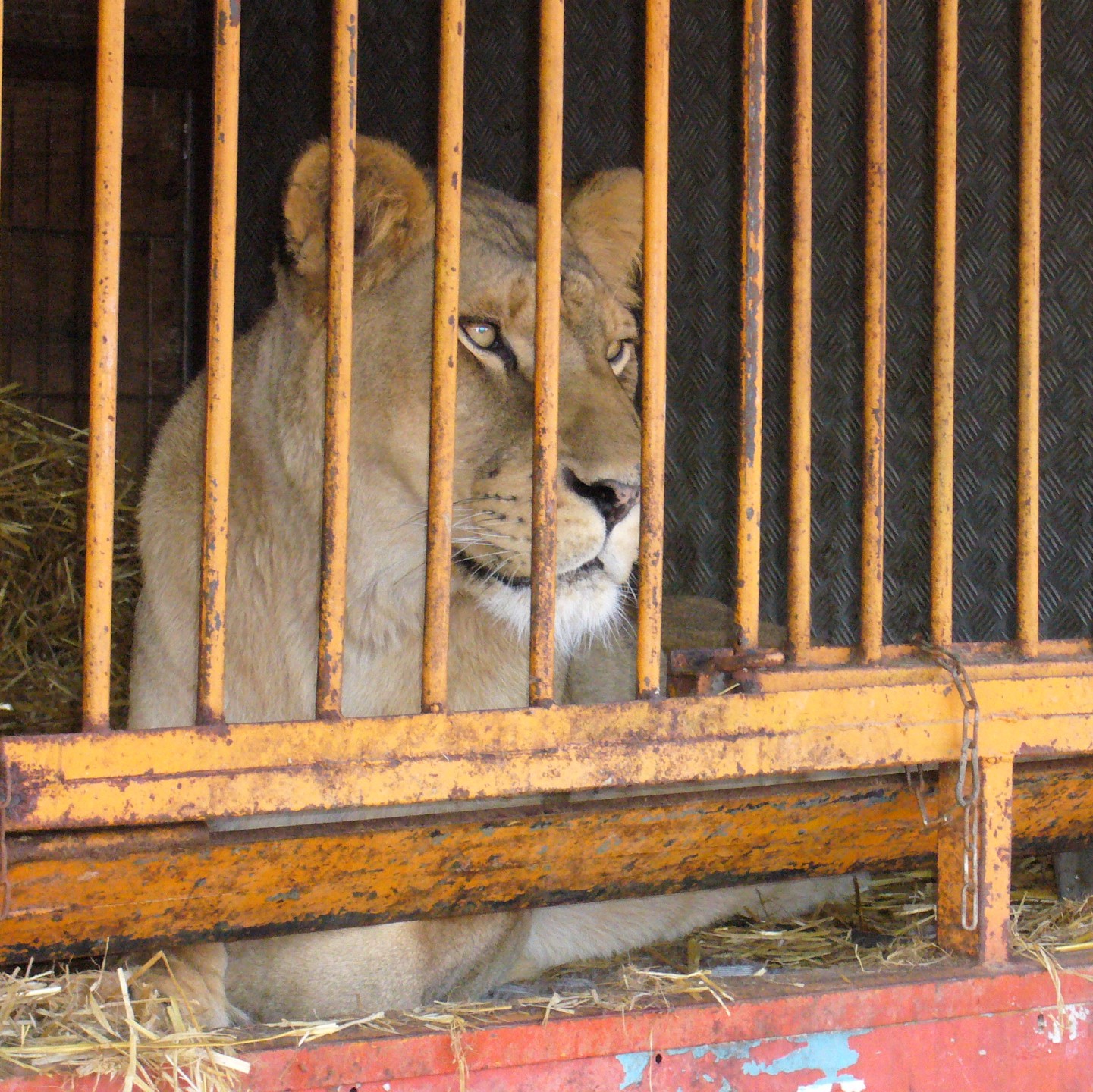 WALES BANS WILD ANIMALS IN CIRCUSES: BORN FREE REACTION