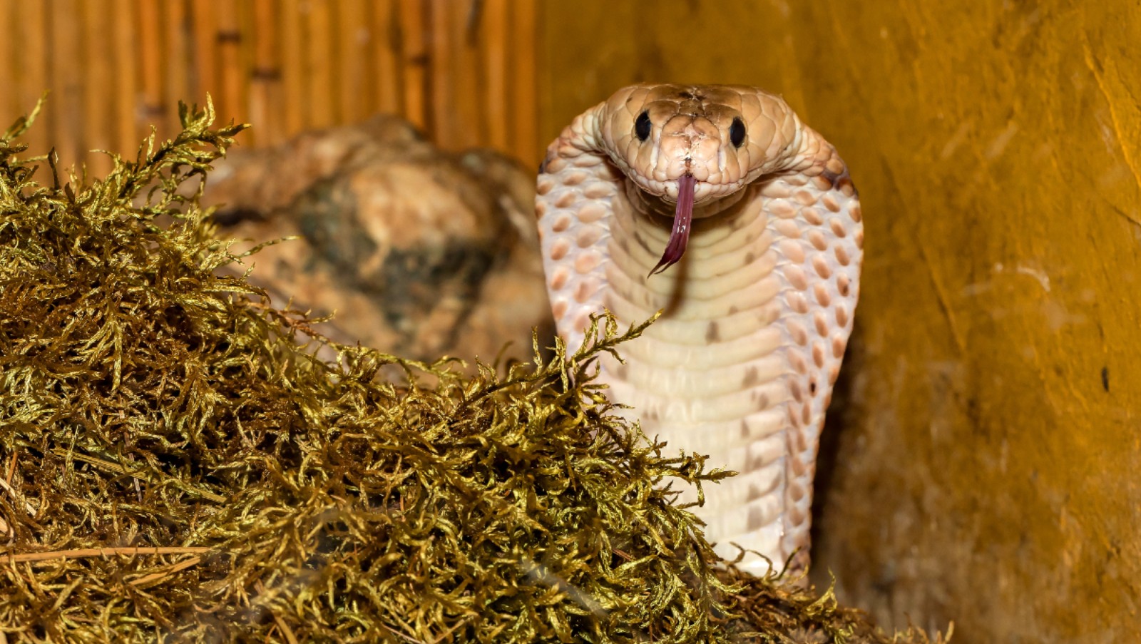 EXOTIC PETS ON THE RISE IN BRITAIN