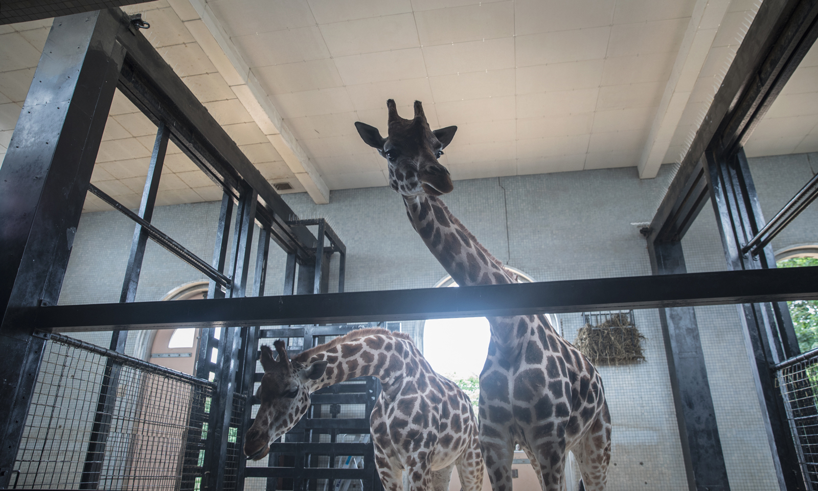 Confined Giants: Cruel Mistreatment of Captive Giraffes
