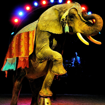 PORTUGAL TO BAN WILD ANIMALS IN CIRCUSES BY 2024