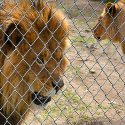 CANADIAN ZOO OWNER CHARGED WITH ANIMAL CRUELTY