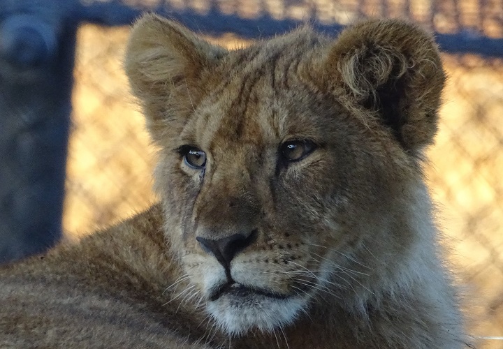 The Horrors of Captive Lion Breeding Farms in South Africa