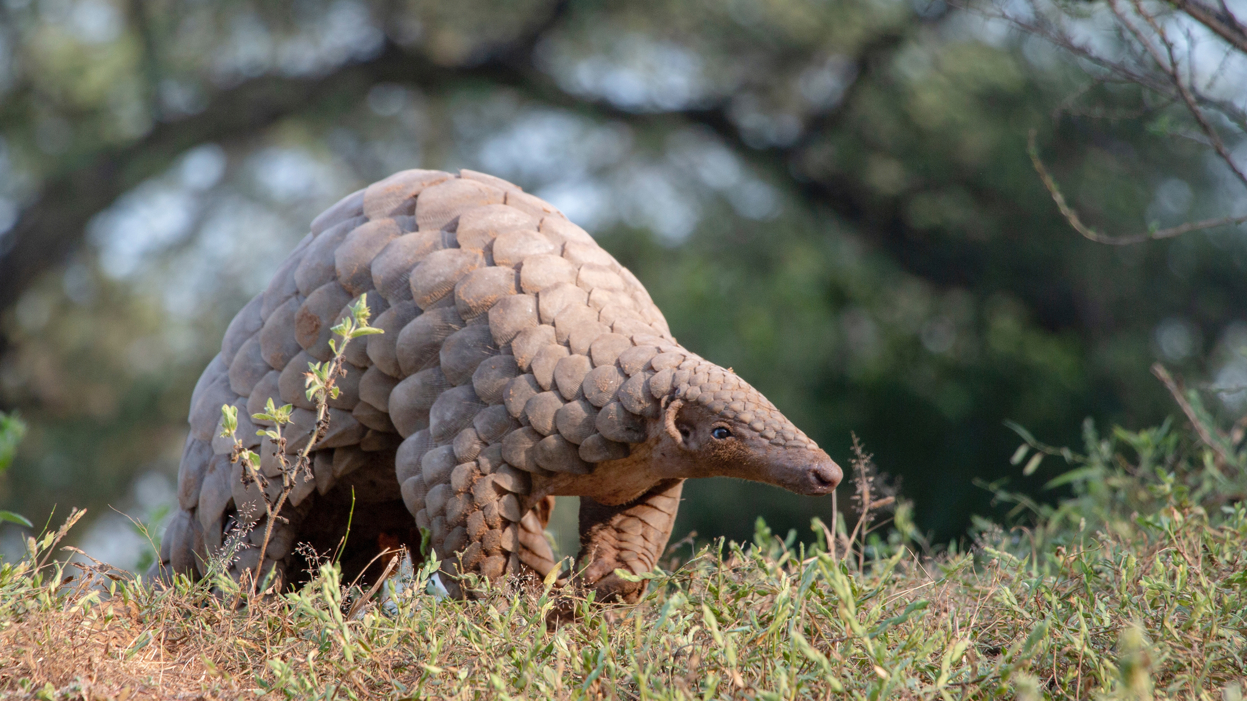 Pangolin Charity: Our Successes Protecting Pangolins