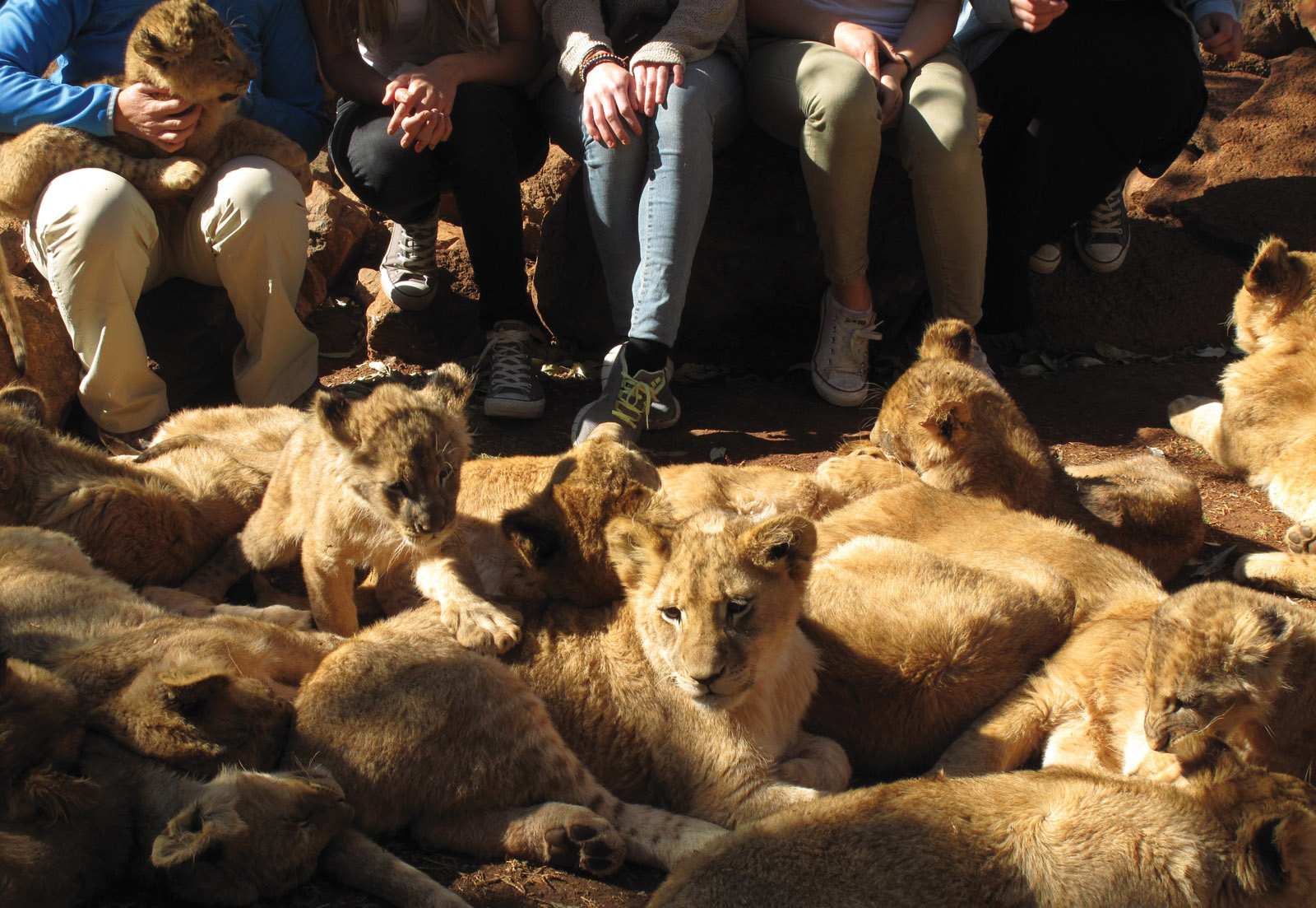 CANNED HUNTING: WHAT ARE THE ALTERNATIVES?