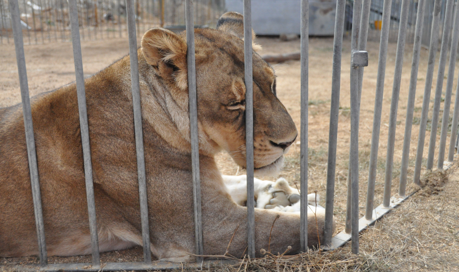 THE SHOCKING TREATMENT OF WILD ANIMALS IN THE CIRCUS