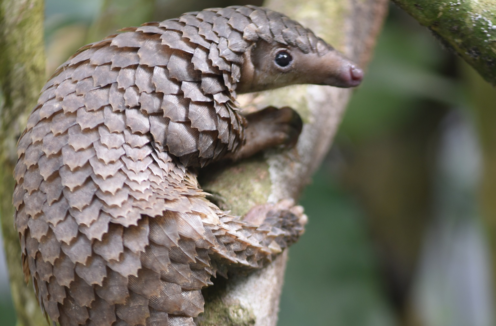 China Orders Highest Level of Protection for Pangolin Amid Coronavirus Pandemic