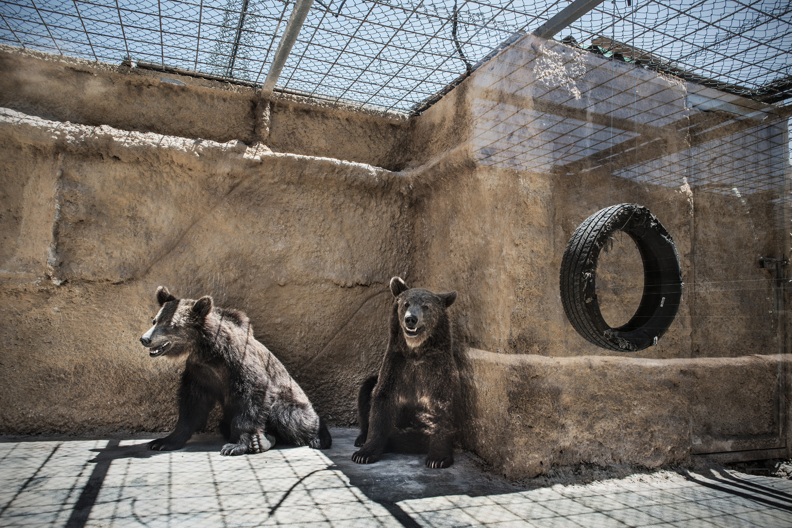HOW WOULD IT BE POSSIBLE TO PHASE OUT ZOOS?