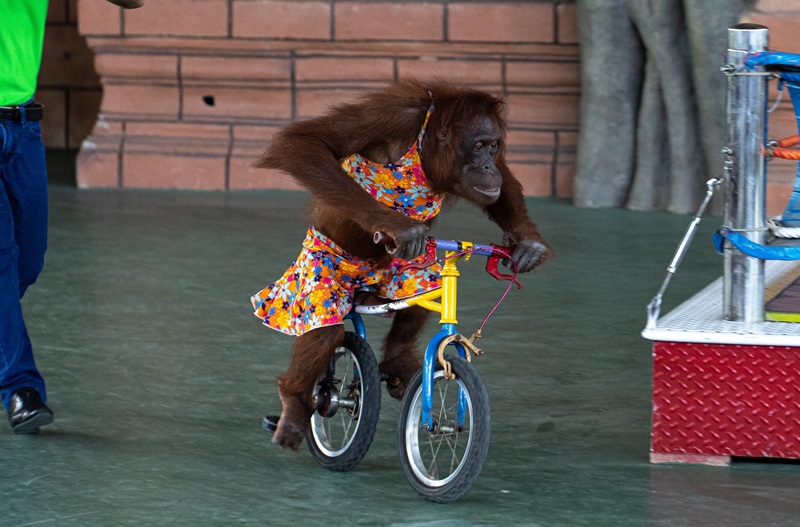 orangutan riding a bike