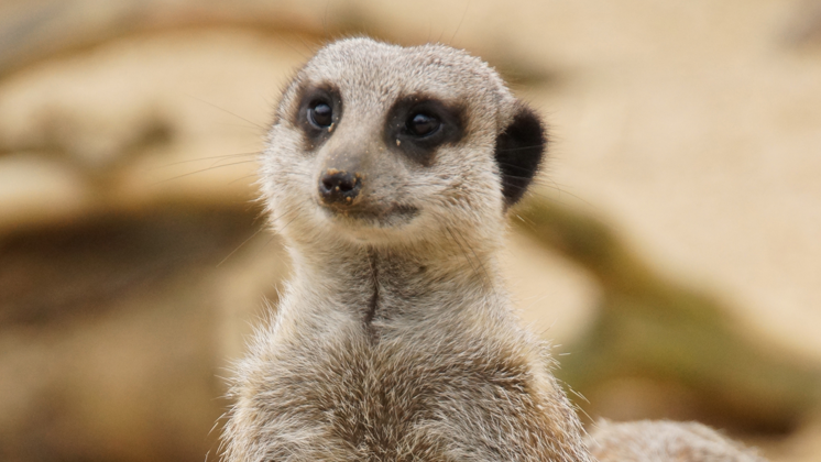 Close up of a meerkat