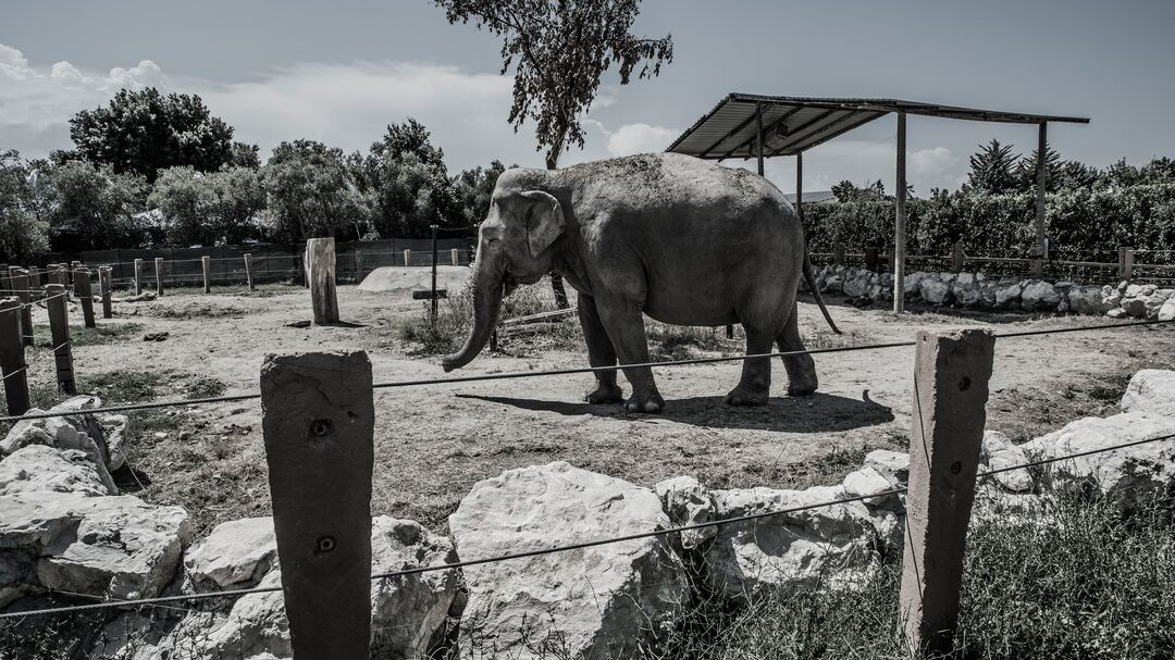 An elephant walks around a small zoo enclosure