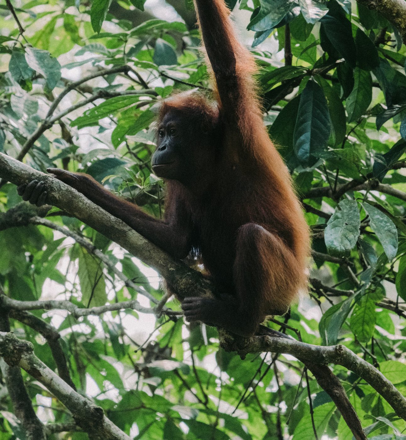 An orangutan clinging to leafy branches, perched in a tree