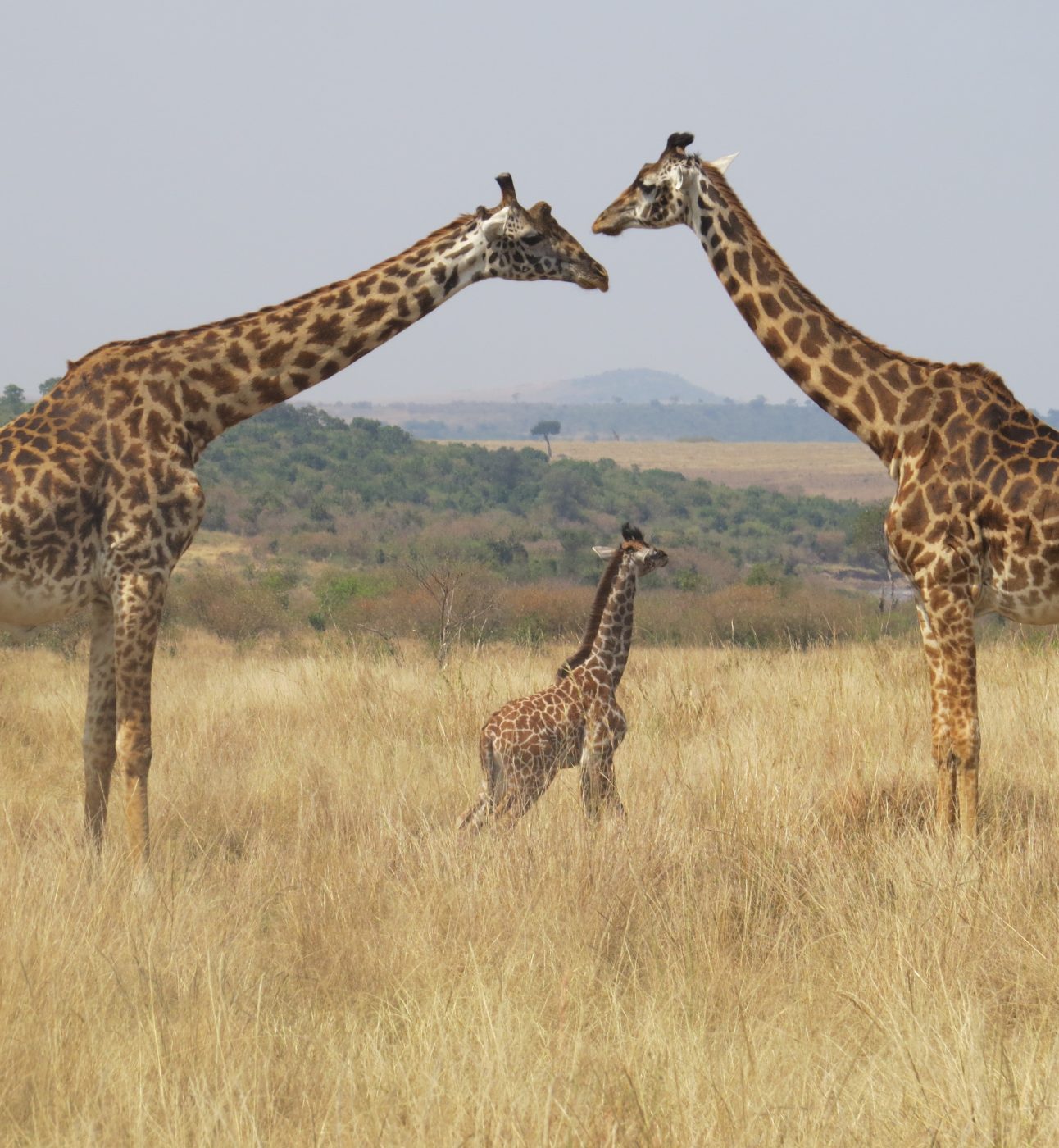 Two adult giraffes stretching their necks out to touch heads, with a baby giraffe standing between them