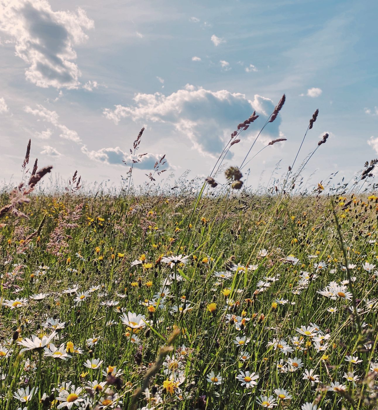 A meadow full of wild flowers, with blue skies and sunshine