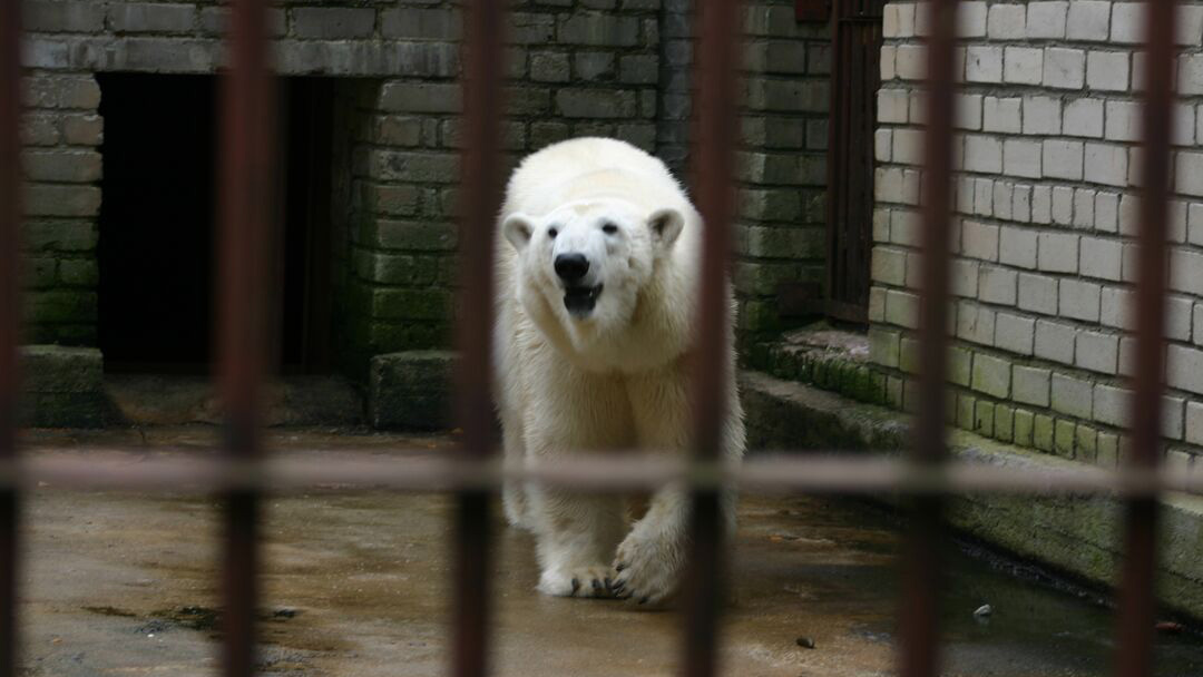 A polar bear paces behind bars in an indoor enclosure