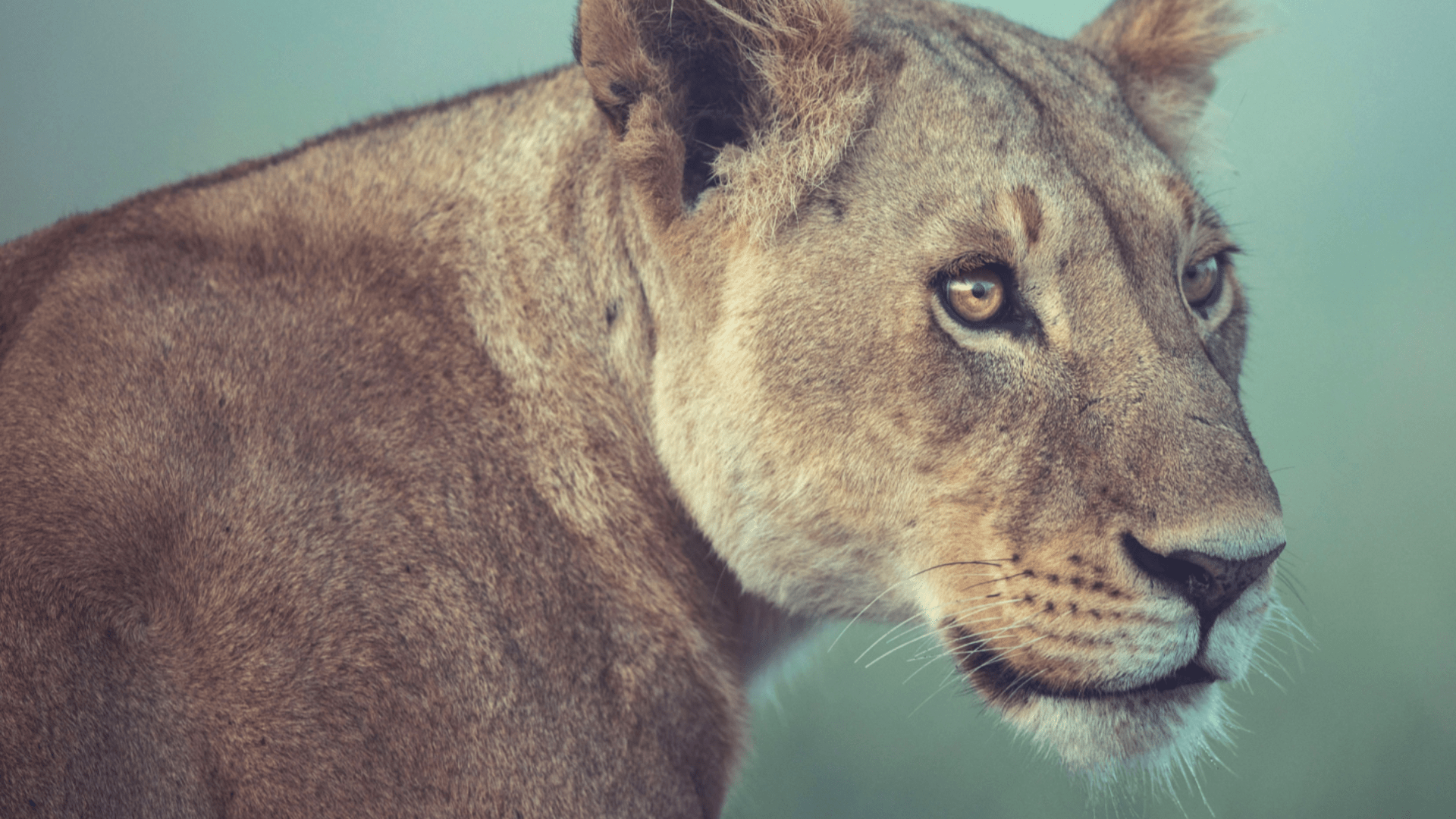 A side on view of a lioness, looking intently into the distance