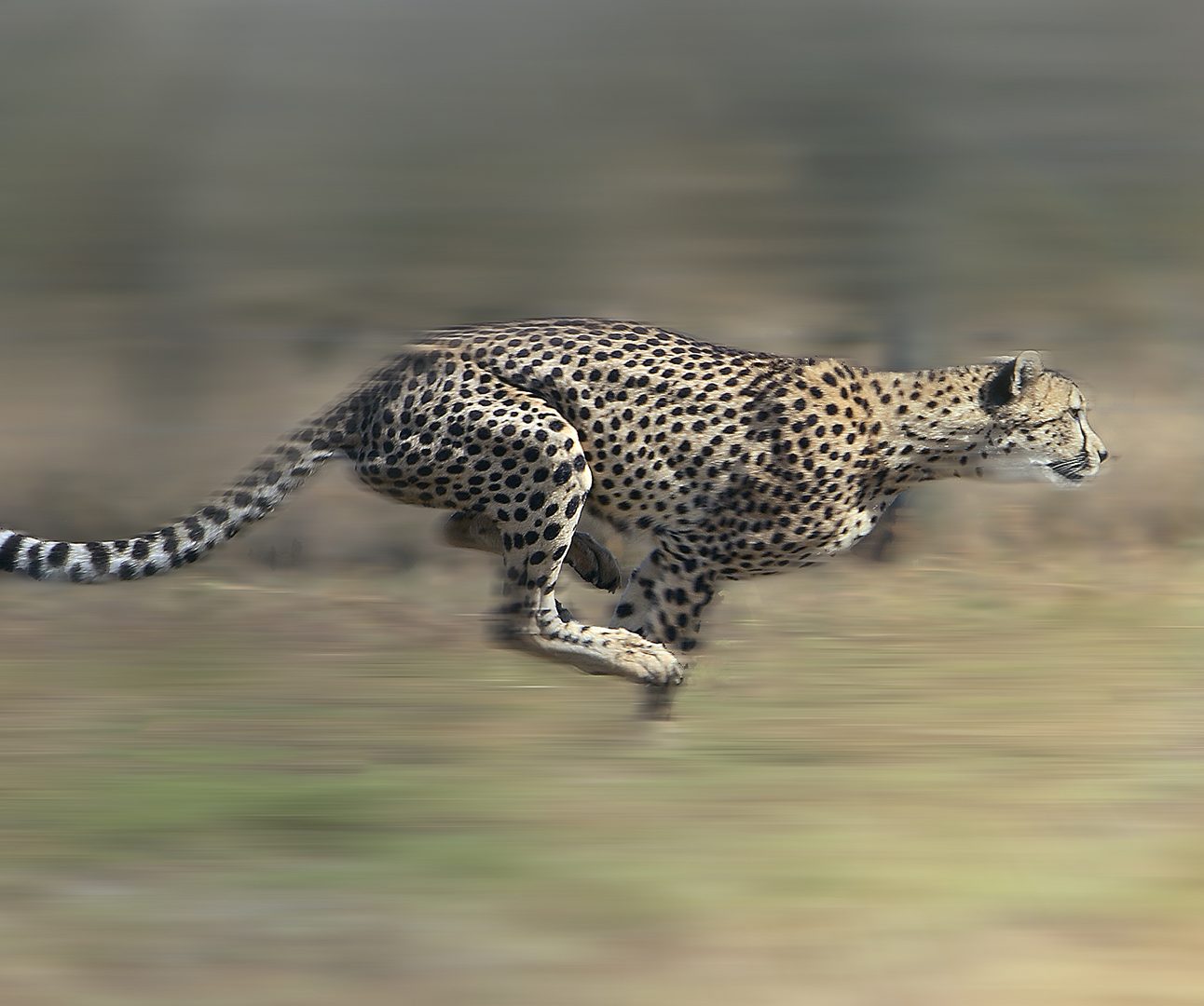A cheetah running at full speed with blurred background