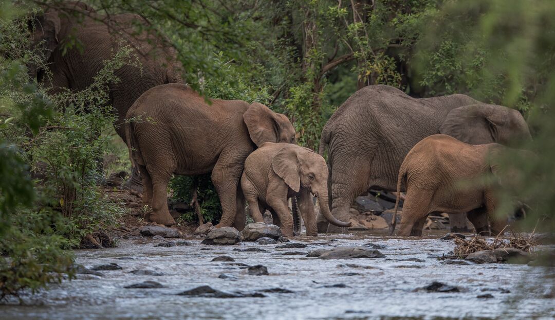 A family of elephants, including a baby, crossing a river together