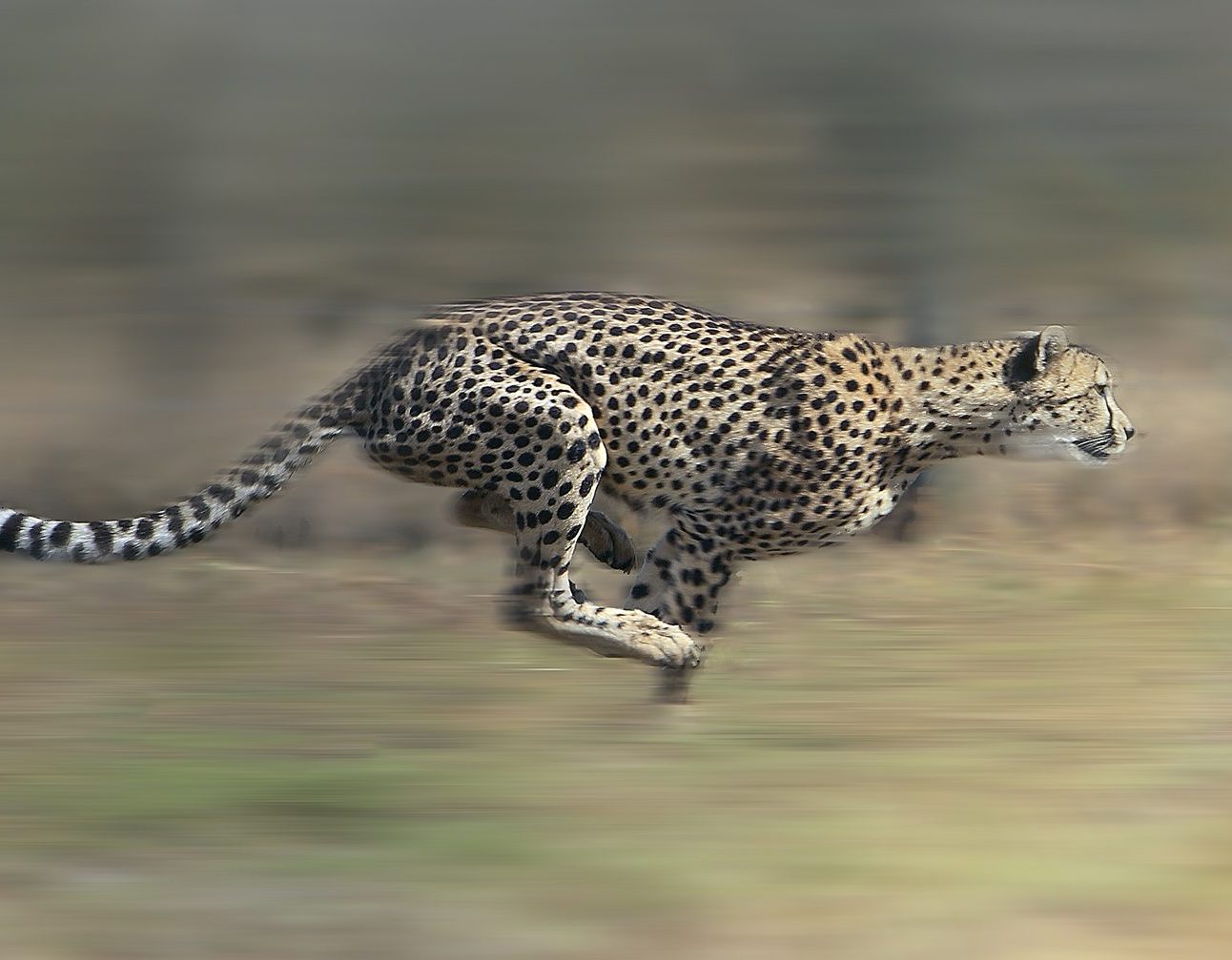A cheetah running at full speed with blurred background