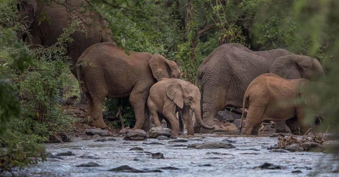 A family of elephants, including a baby, crossing a river together