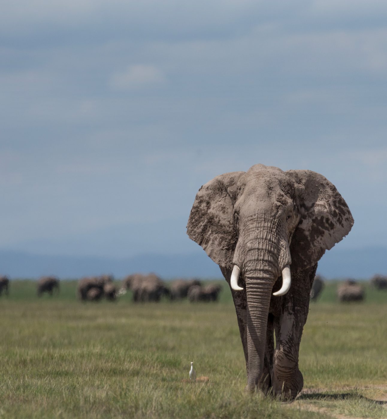An African Elephant stands alone with a savannah background