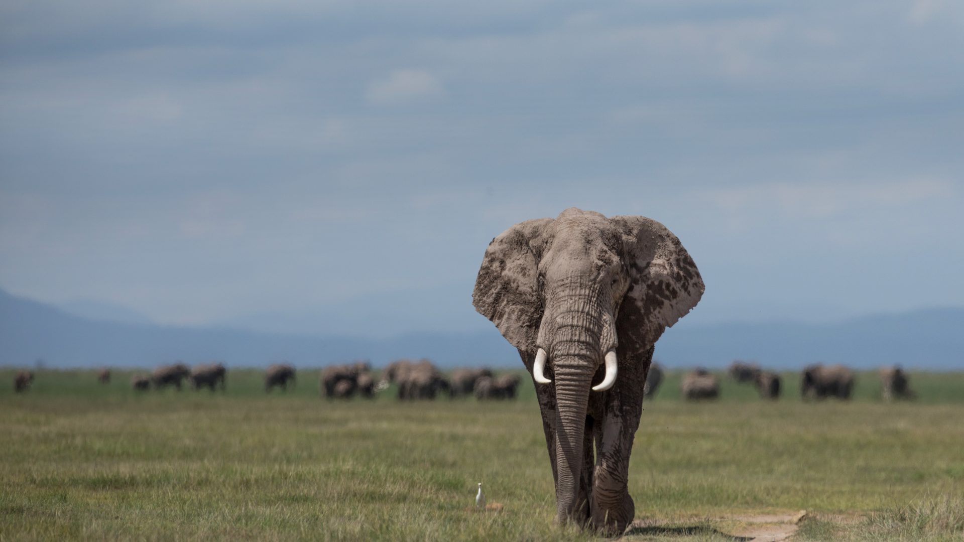 An African Elephant stands alone with a savannah background