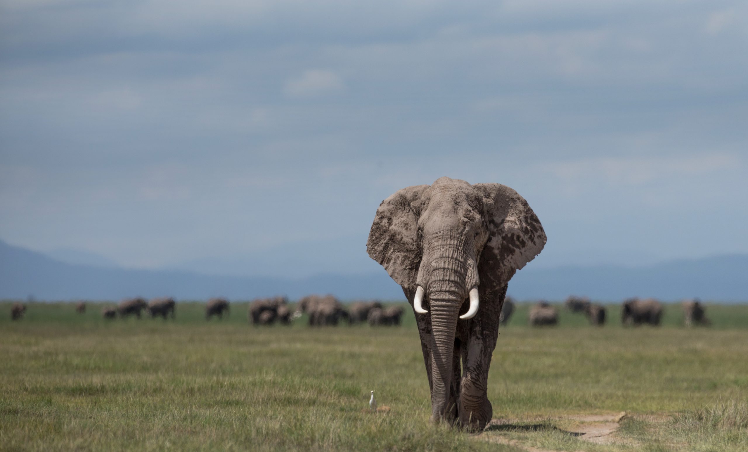 An African Elephant stands alone with a savannah background