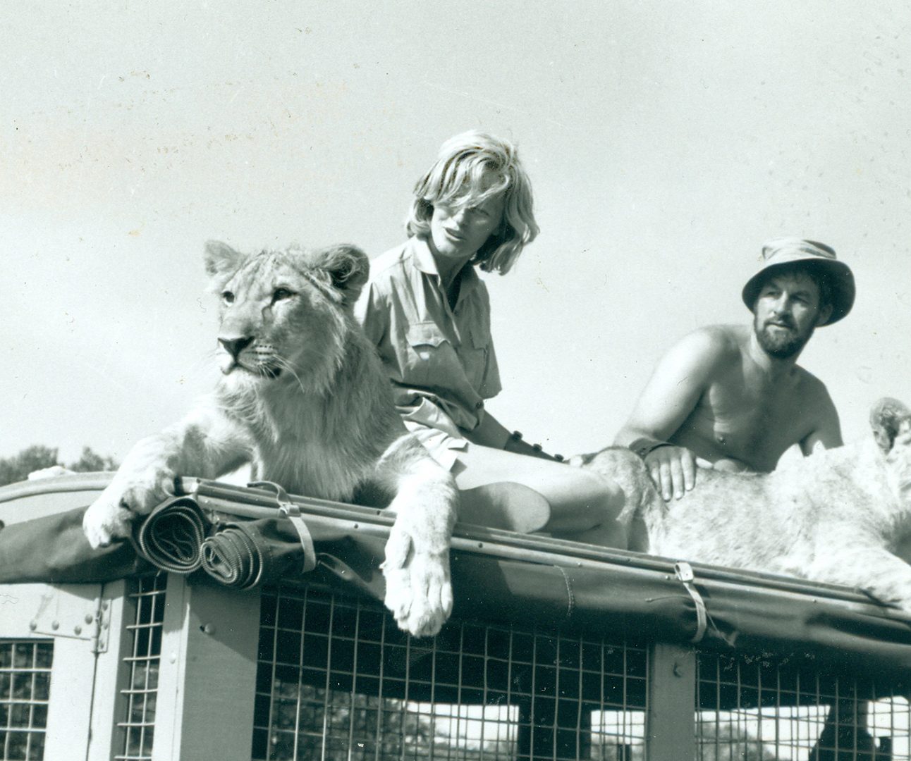 Virginia McKenna and Bill Travers sitting on top of a vehicle with two lions