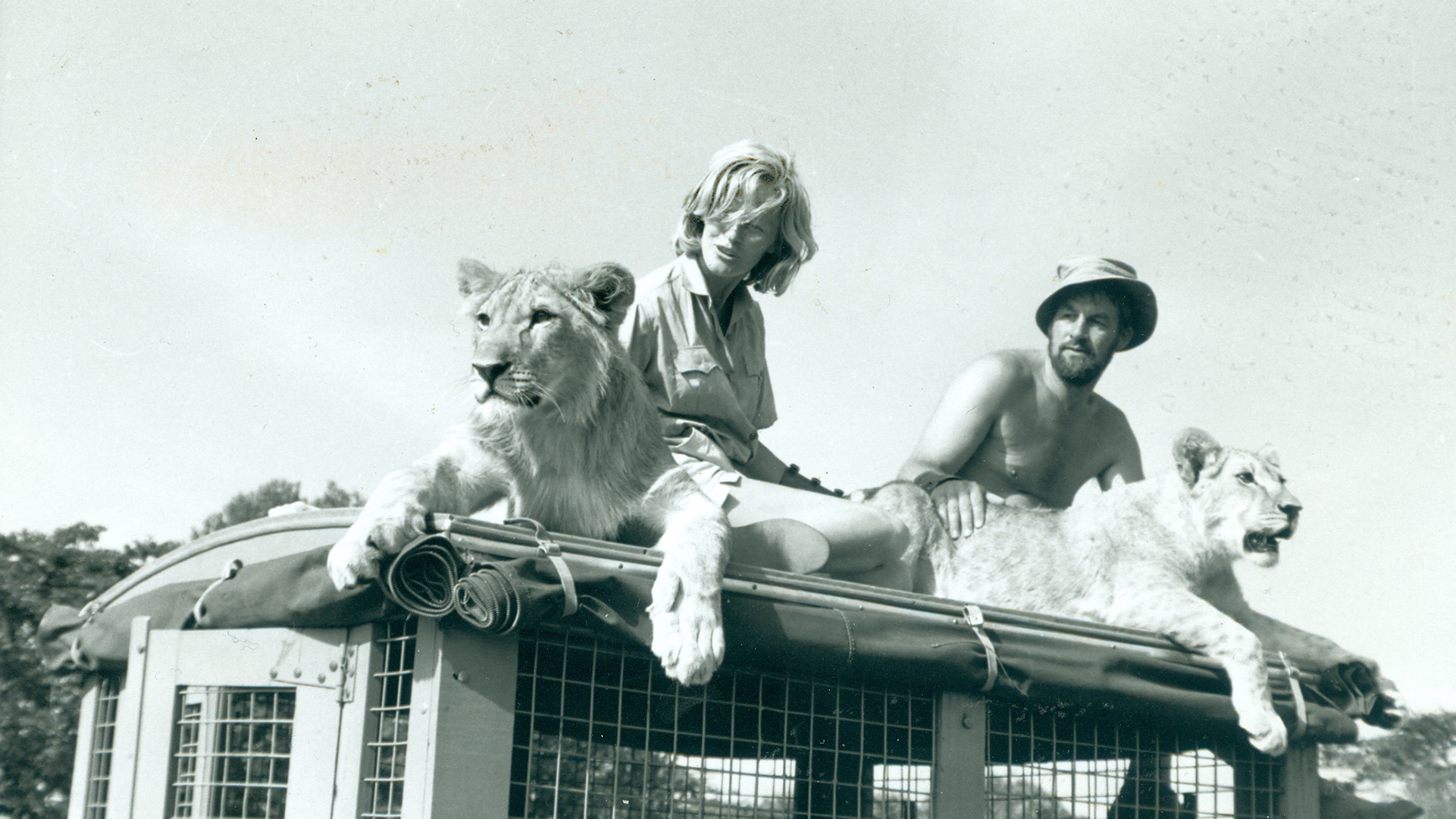 Virginia McKenna and Bill Travers sitting on top of a vehicle with two lions