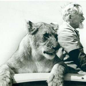 Black and white photo of George Adamson with a lion