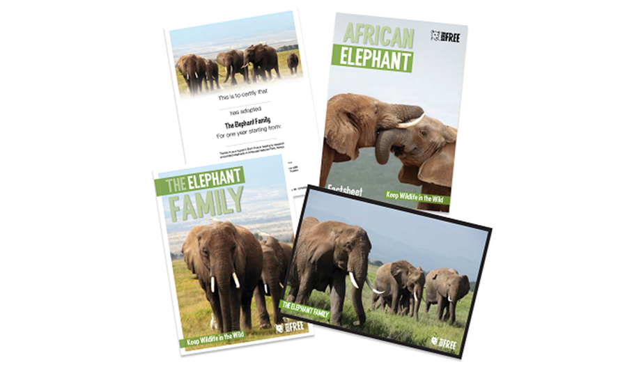 Montage of elephant adoption pack