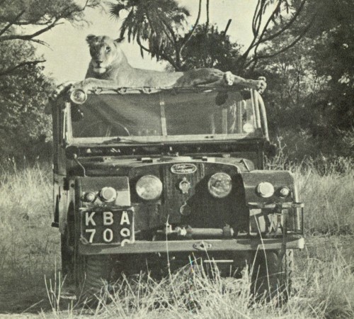 Elsa the lioness lying on top of a Land Rover