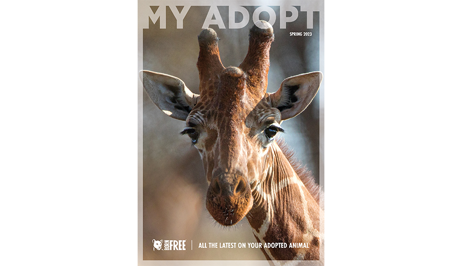Front Cover of My Adopt with a giraffe head