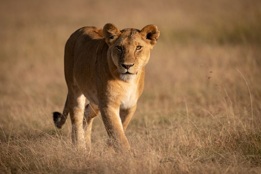 A lioness walking through long grass