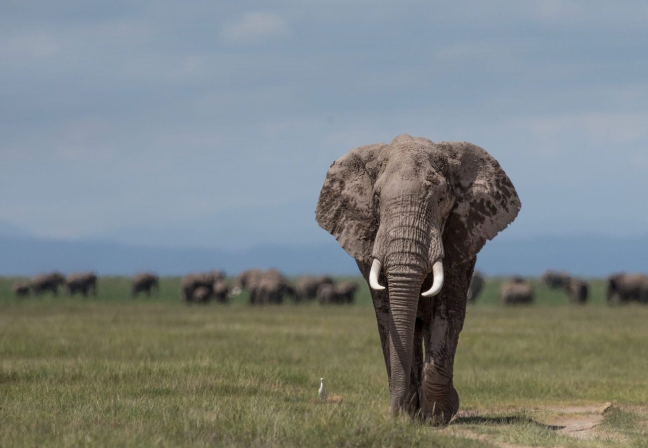 An African Elephant stands alone with a savannah background