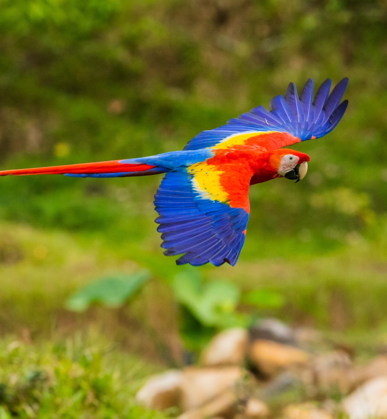 A blue, red and yellow macaw flying over the landscape
