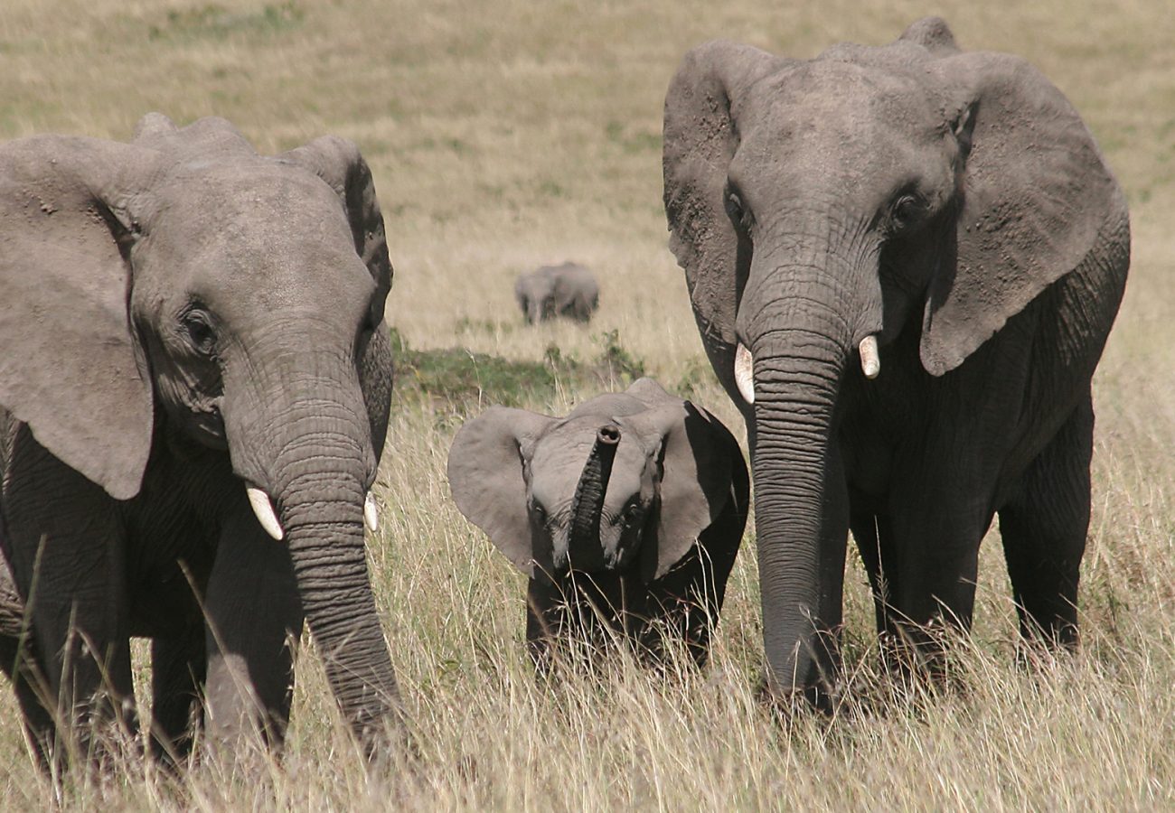 A wild family of two adult and one baby African Elephants walking towards the camera