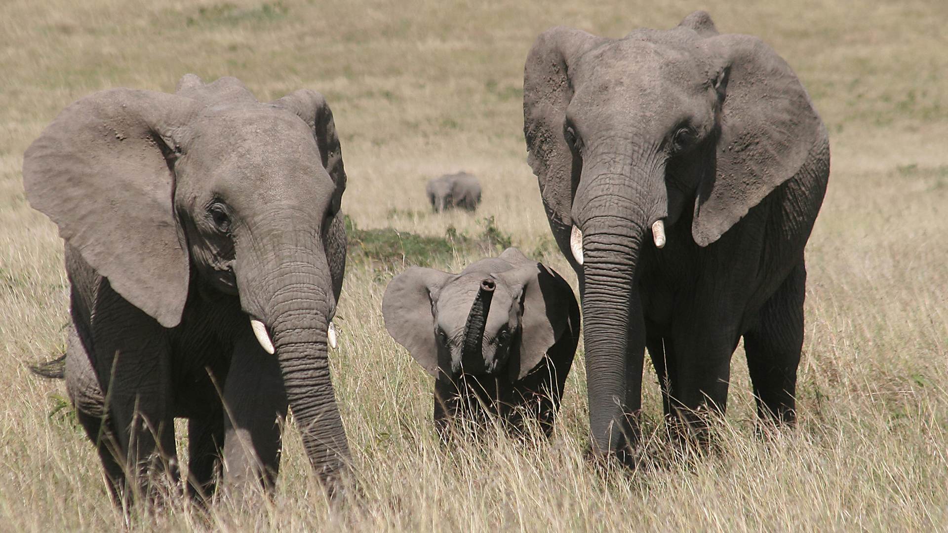 A wild family of two adult and one baby African Elephants walking towards the camera