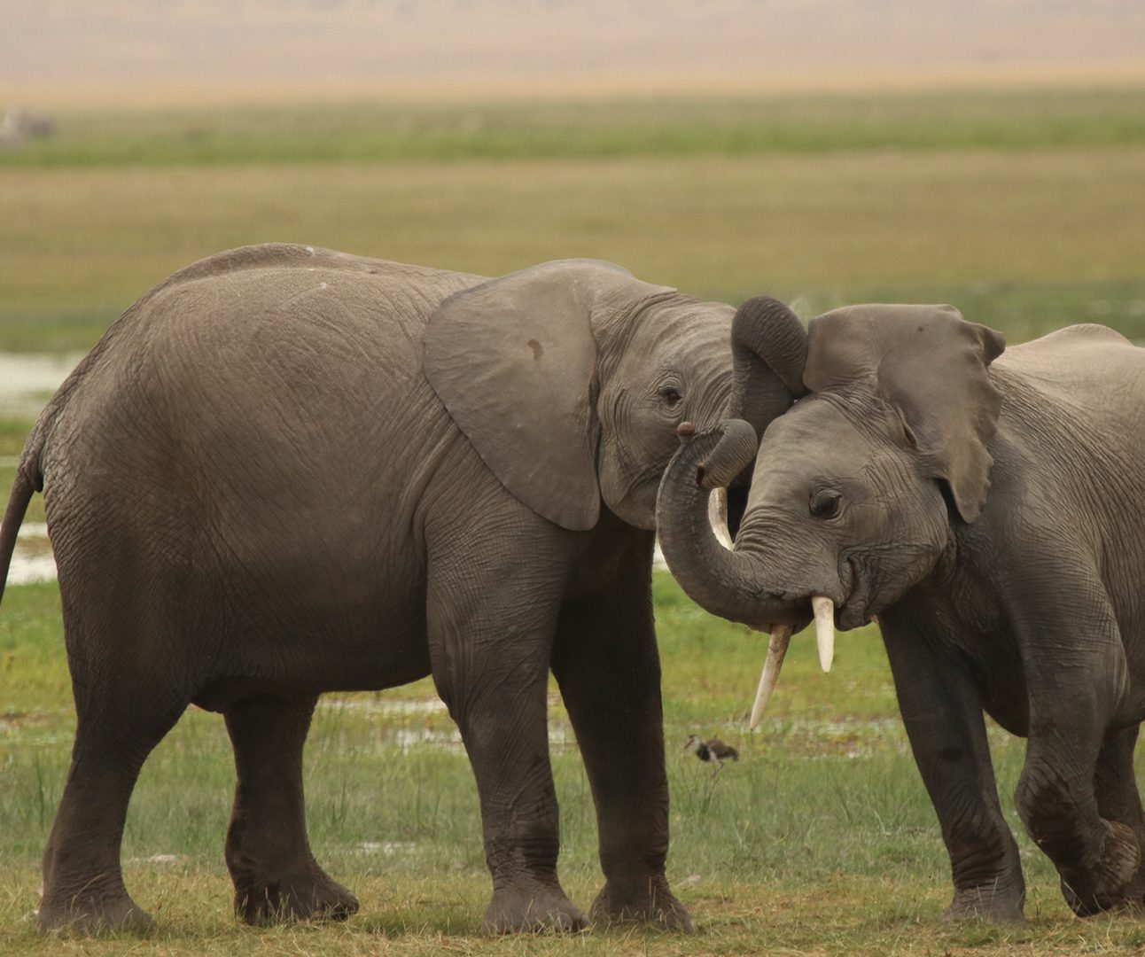 Two young African elephants butting heads in Amboseli National Park