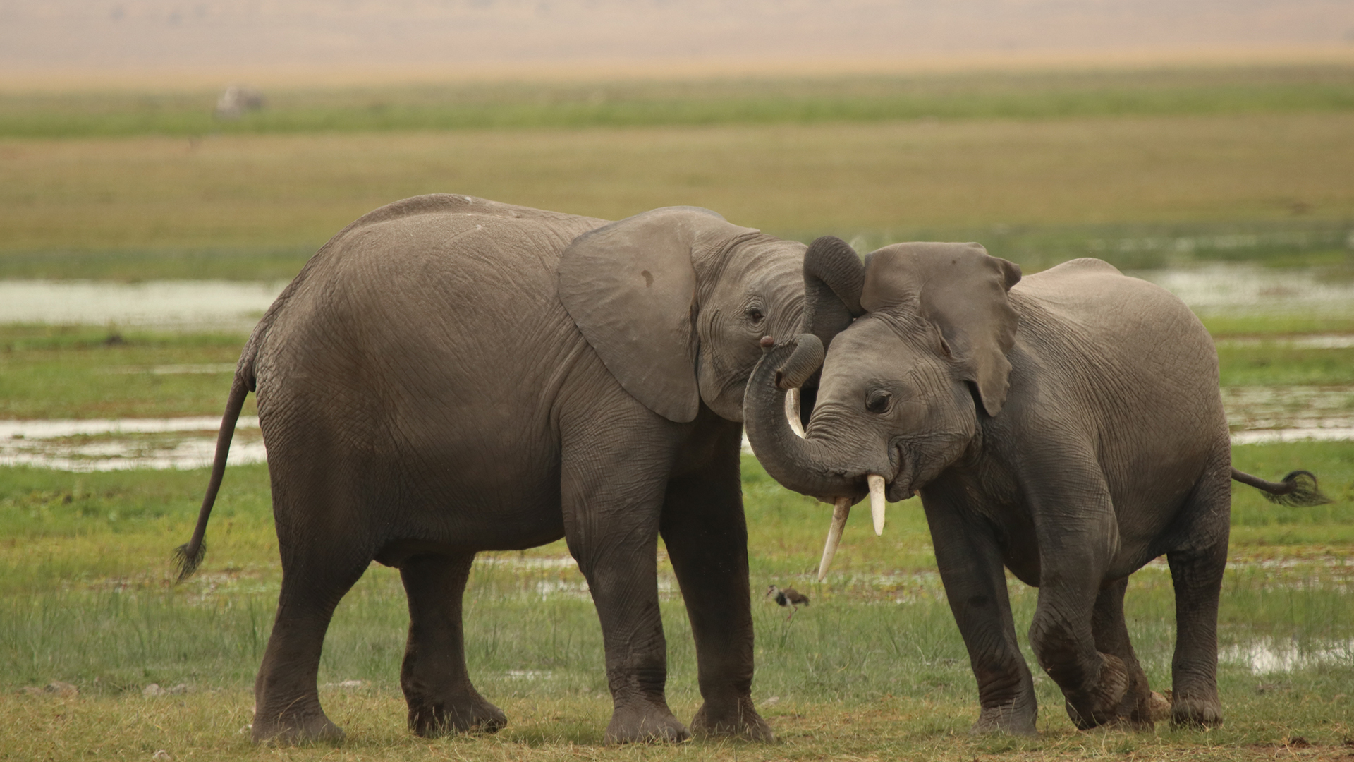 Two young African elephants butting heads in Amboseli National Park