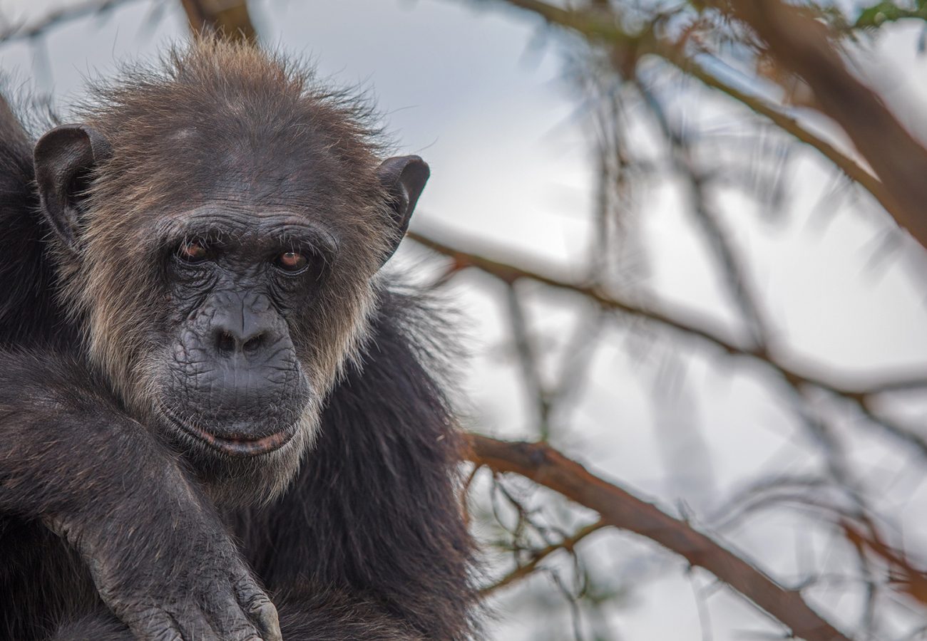 Close up of a chimpanzee in a tree looking at the camera