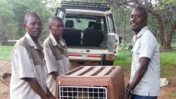 Cosmas Mumba and colleagues lifting an animal crate out of a car